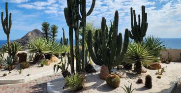 Cactus garden at Observatorio 1873, Mazatlán, Sinaloa, México. May 17, 2026.